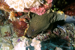 Gymnothorax javanicus, Labroides dimidiatus