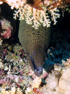 Gymnothorax javanicus