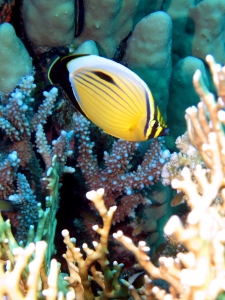 Chaetodon austriacus