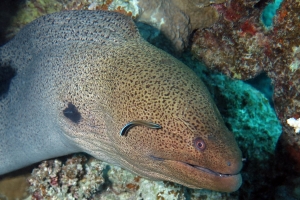 Gymnothorax javanicus, Labroides dimidiatus (12cm, Labre nettoyeur commun)