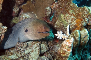 Gymnothorax javanicus, Labroides dimidiatus