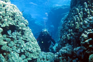 Plongeur entre 2 blocs de corail