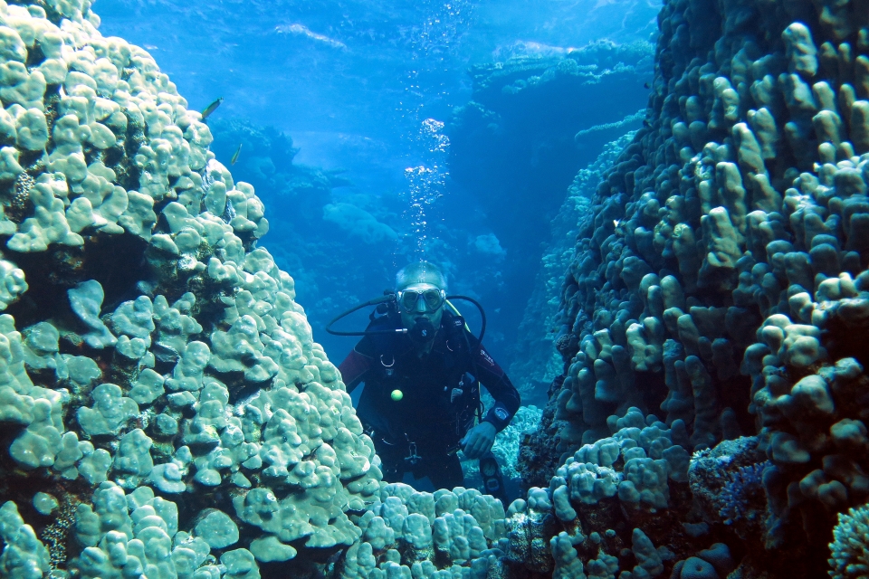 Plongeur entre 2 blocs de corail