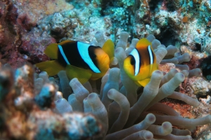 Amphiprion bicinctus, Entacmaea quadricolor