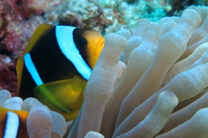 Amphiprion bicinctus, Entacmaea quadricolor