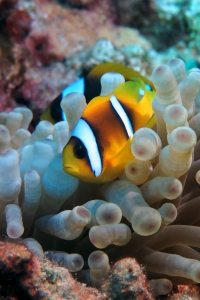 Amphiprion bicinctus, Entacmaea quadricolor