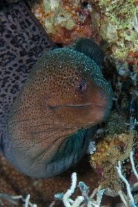 Gymnothorax javanicus