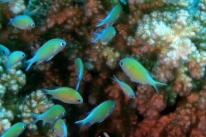 Chromis viridis, Pocillopora verrucosa