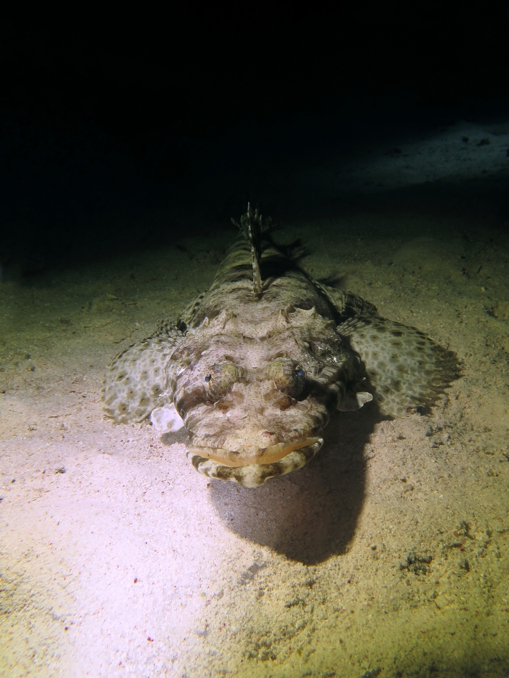 Papilloculiceps longiceps