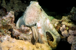 Octopus cyanea