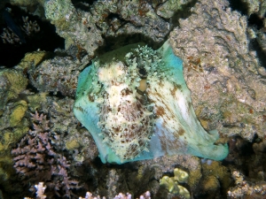 Octopus cyanea