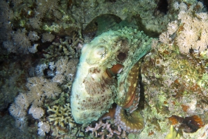 Octopus cyanea