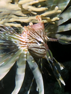 Pterois miles, Millepora dichotoma