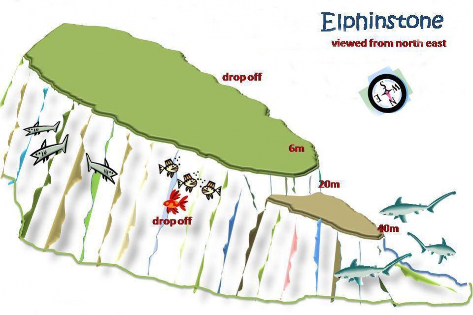 Site de Marsa Halam, spot "Elphinstone"  (plateau nord-mur est)