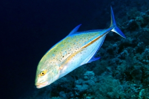 Caranx melampygus