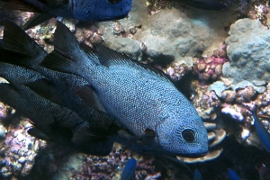 Macolor niger