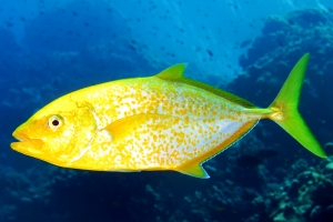 Carangoides bajad