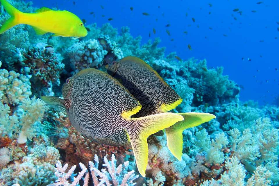 Siganus stellatus, Parupeneus cyclostomus