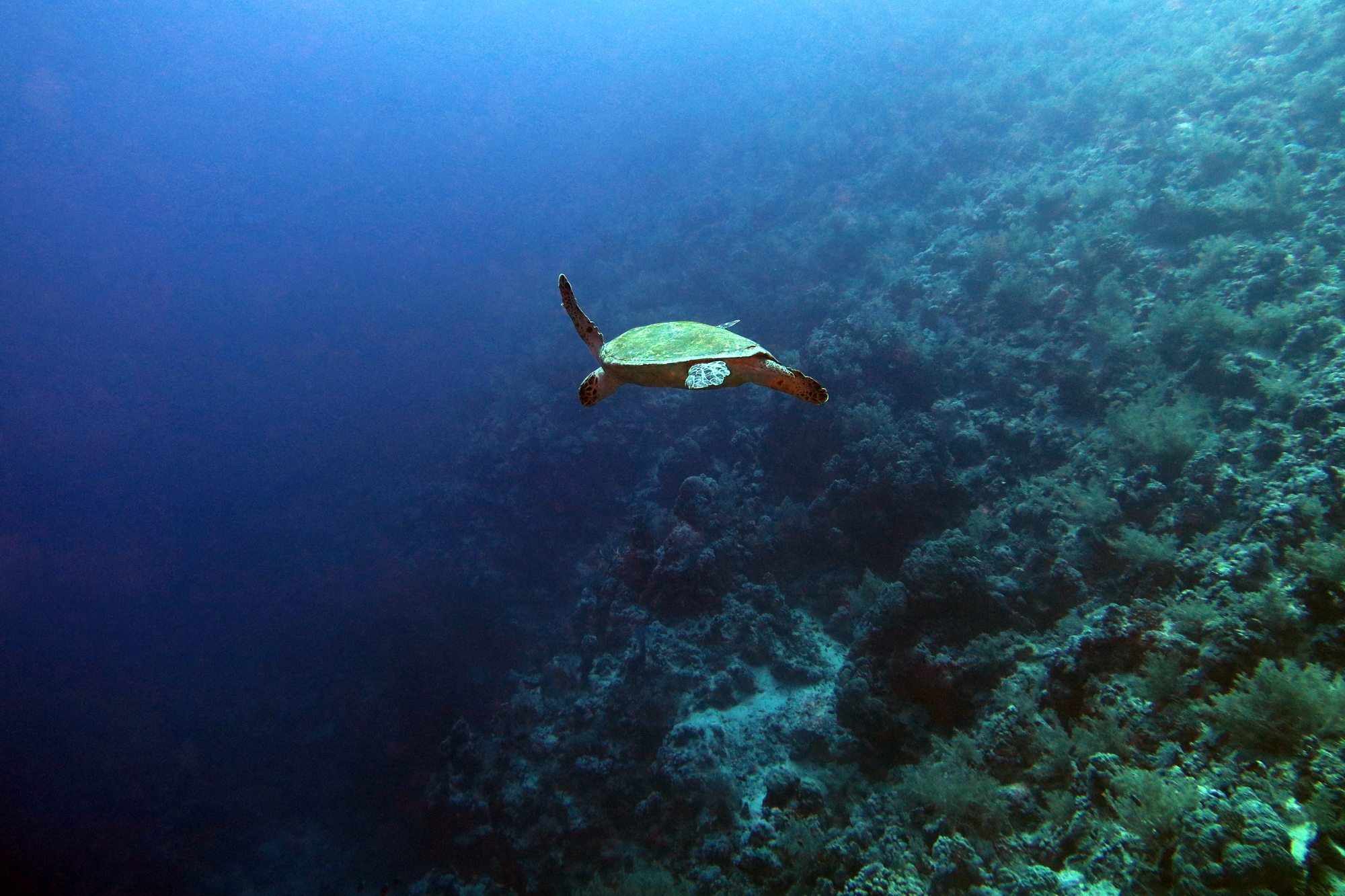 Eretmochelys imbricata