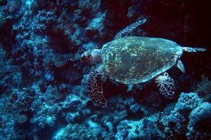 Eretmochelys imbricata