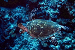 Eretmochelys imbricata