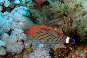 Pseudodax moluccanus