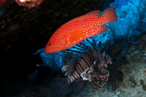 Cephalopholis miniata, Pterois miles