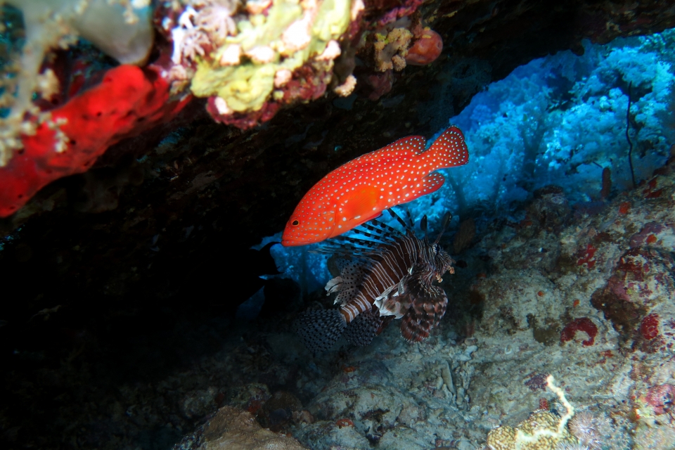 Cephalopholis miniata, Pterois miles