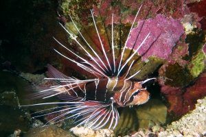 Pterois radiata