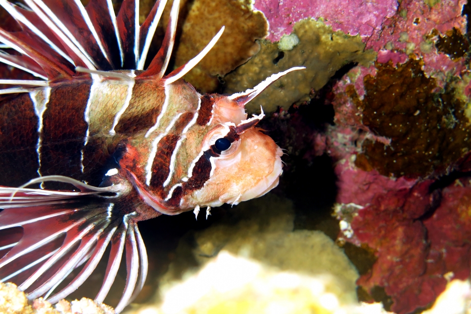 Pterois radiata