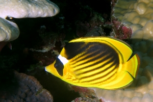 Chaetodon fasciatus