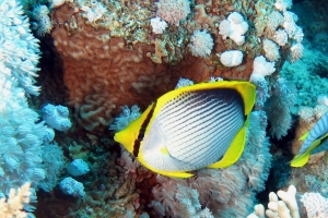 Chaetodon melannotus