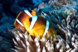 Amphiprion bicinctus, Entacmaea quadricolor