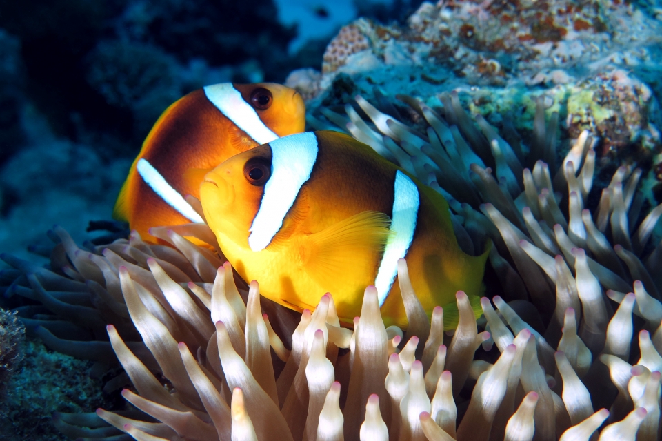 Amphiprion bicinctus, Entacmaea quadricolor