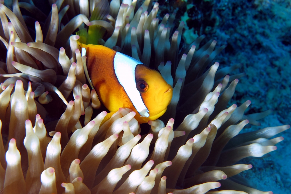 Amphiprion bicinctus, Entacmaea quadricolor