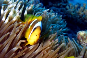 Amphiprion bicinctus, Entacmaea quadricolor