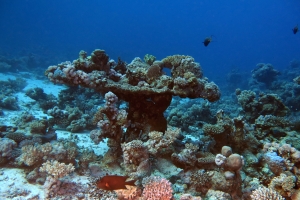 Bellle ensemble de coraux durs et mous