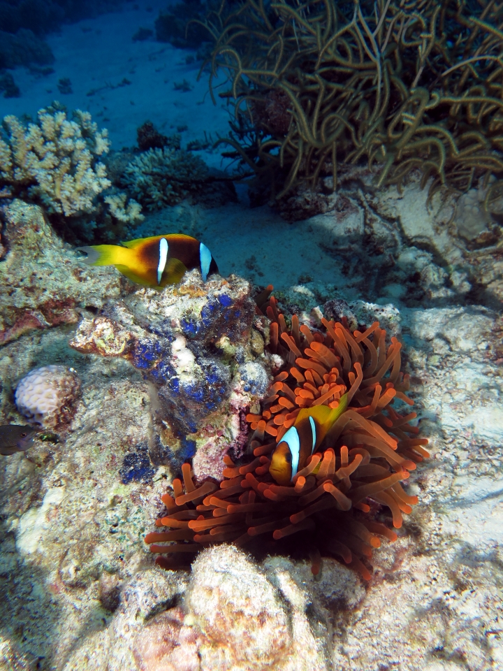 Amphiprion bicinctus, Entacmaea quadricolor, Peyssonnelia capensis