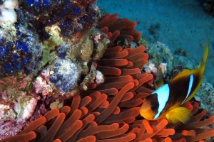 Amphiprion bicinctus, Entacmaea quadricolor, Peyssonnelia capensis