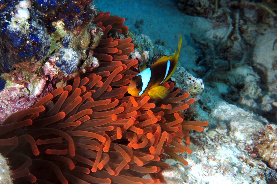 Amphiprion bicinctus, Entacmaea quadricolor, Peyssonnelia capensis