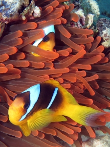 Amphiprion bicinctus, Entacmaea quadricolor