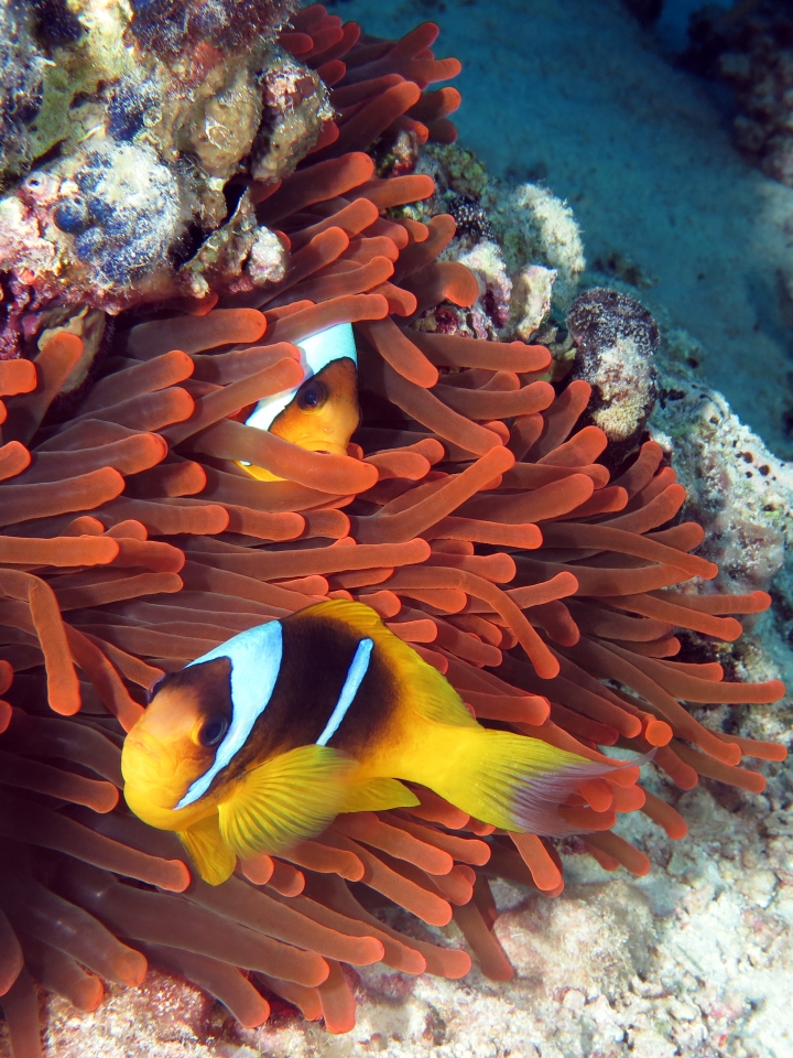 Amphiprion bicinctus, Entacmaea quadricolor