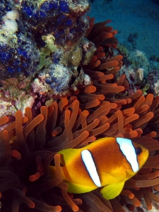 Amphiprion bicinctus, Entacmaea quadricolor, Peyssonnelia capensis