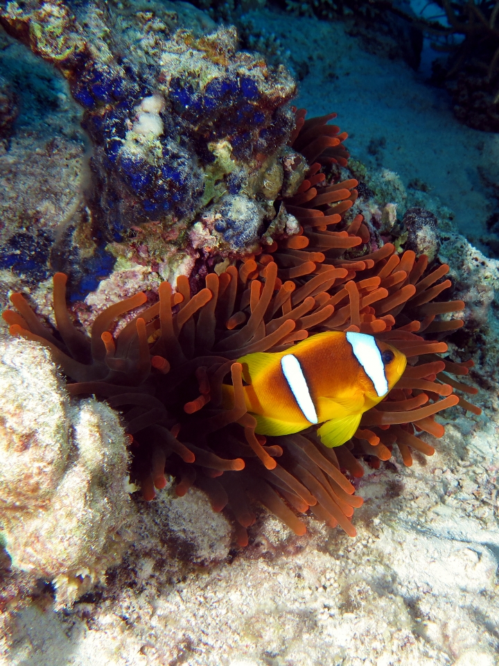 Amphiprion bicinctus, Entacmaea quadricolor, Peyssonnelia capensis