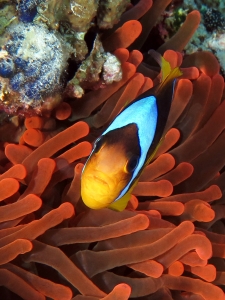 Amphiprion bicinctus, Entacmaea quadricolor