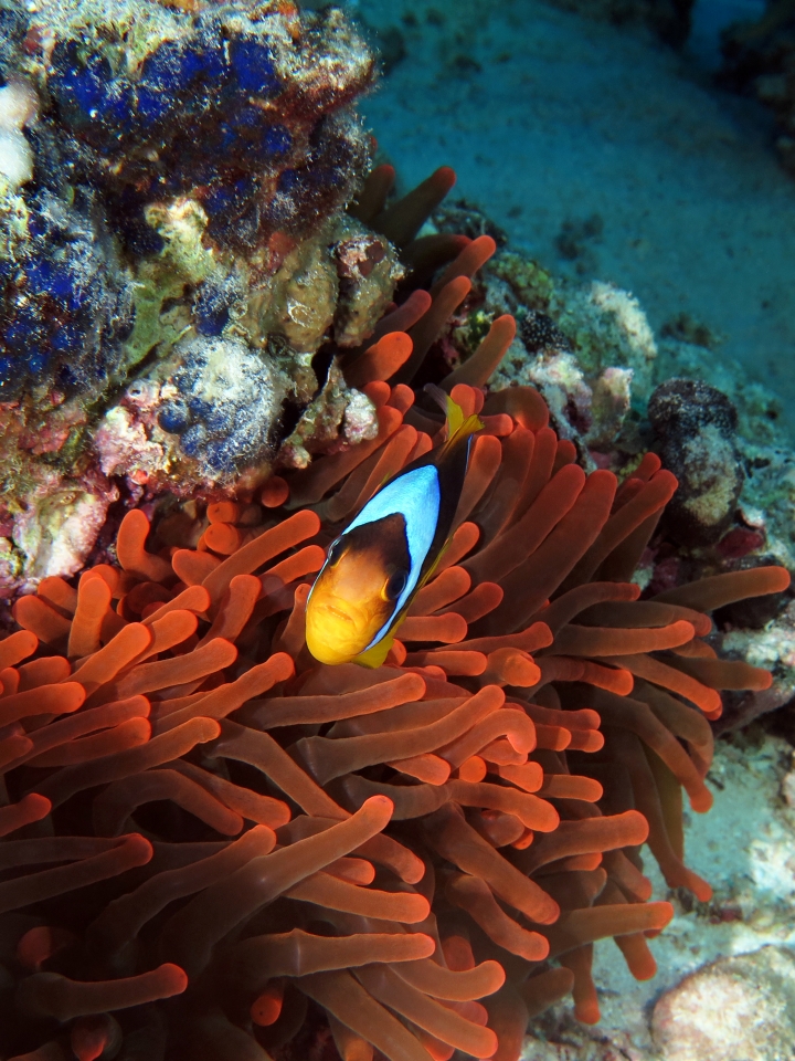 Amphiprion bicinctus, Entacmaea quadricolor