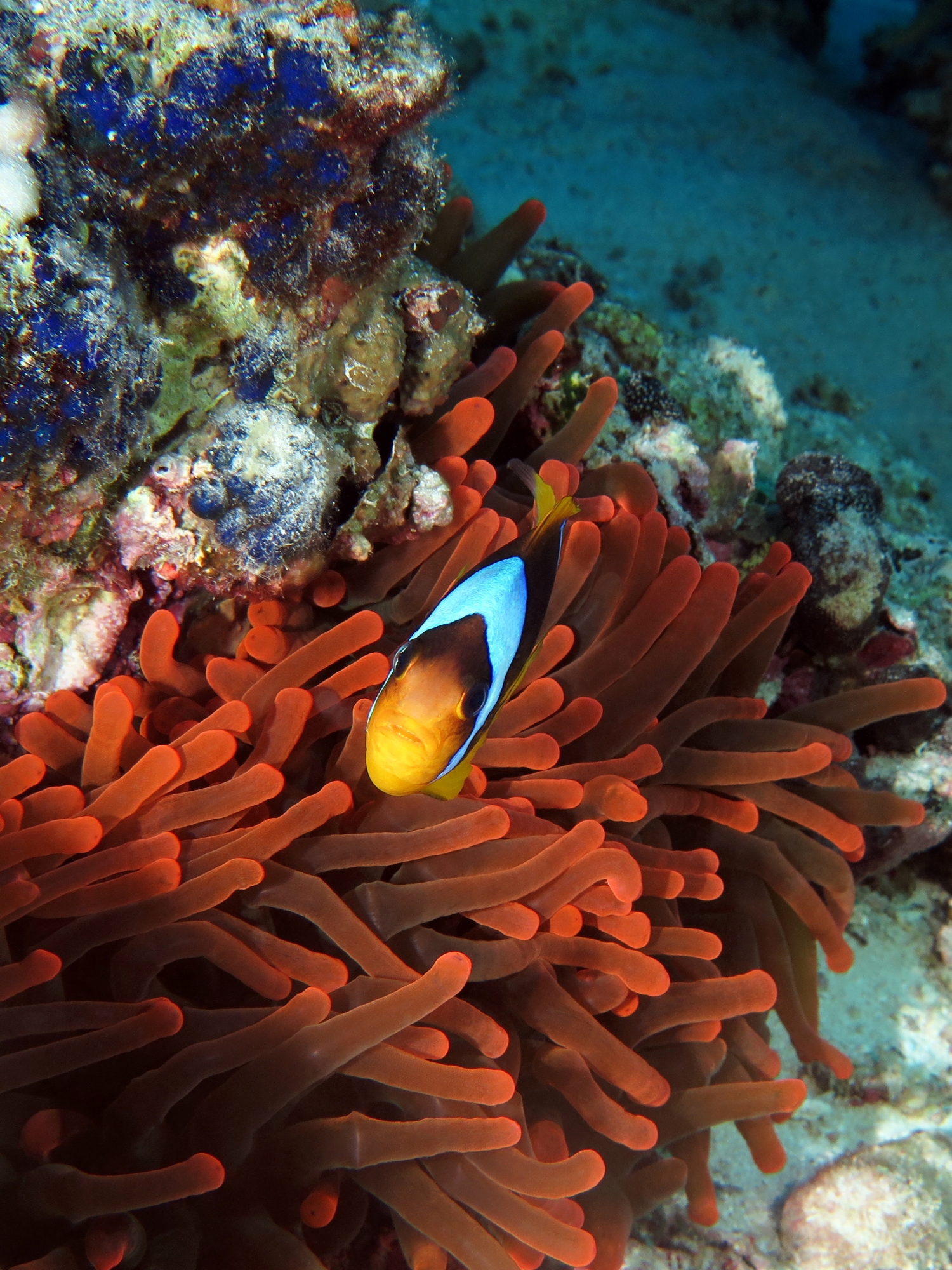 Amphiprion bicinctus, Entacmaea quadricolor