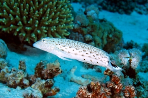 Parapercis hexophtalma