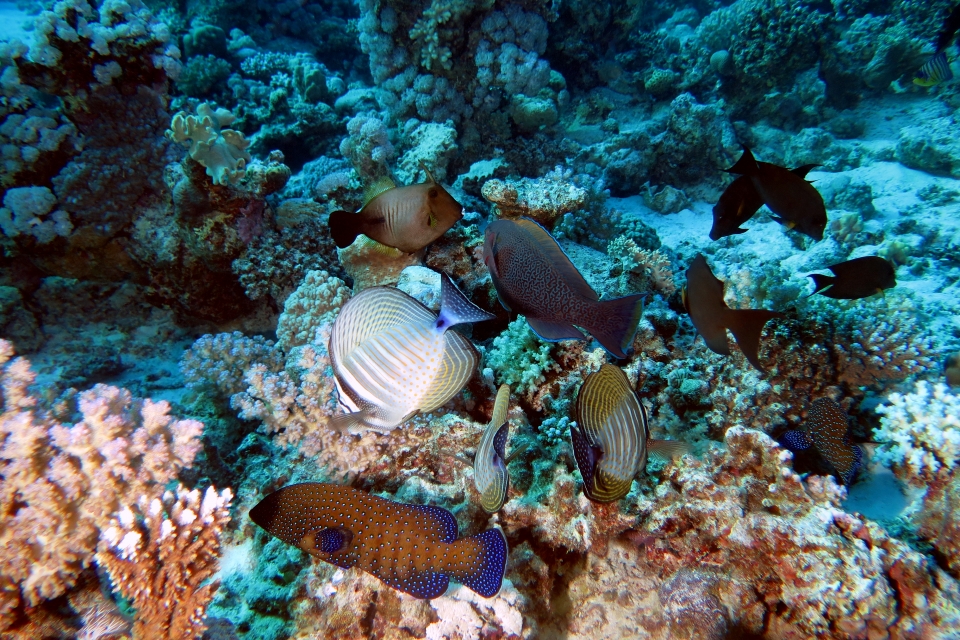 Cephalopholis argus, Zebrasoma desjardinii, Scarus niger, Amanses scopas