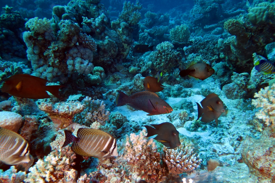 Zebrasoma desjardinii, Ctenochaetus striatus, Scarus niger, Amanses scopas